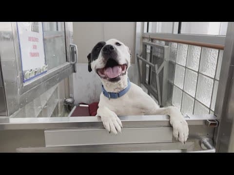 Here's what dog owners need to know about Mystery dog respiratory illness