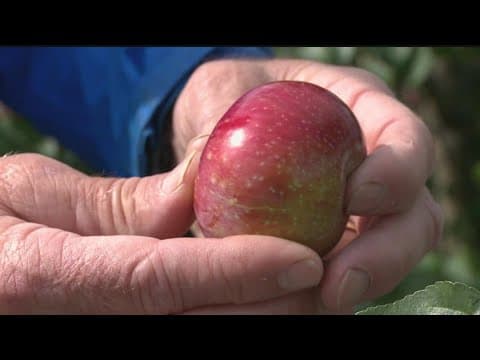 U of M's 'Triumph' apple coming to garden centers, nurseries in 2023