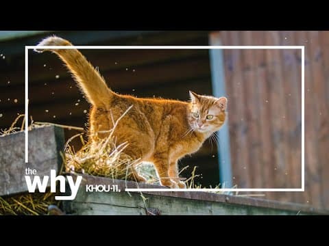 Why are new cases of bird flu in cats a bad sign?