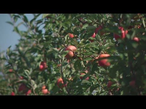 Owner of Lynd Fruit Farm details how apple thefts are impacting the business