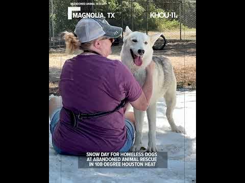 Dogs treated to snow day during record heat in Houston #shortsvideo