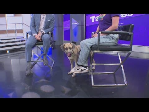 Tailwaggers: Meet Victor