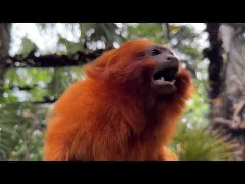 Golden lion tamarins and sloths become unlikely roommates at Palm Beach Zoo