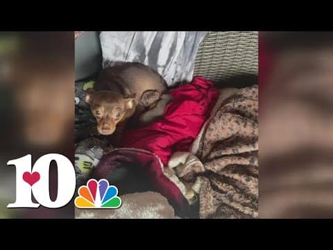 Morristown Hamblen Humane Society helping care for 17 chihuahuas found in a storage unit