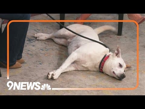 Bella, a sweet pup who loves to play and cuddle, is looking for a forever home!
