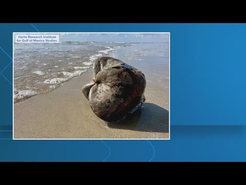 If you see these on the beach, keep them away from kids and pets!