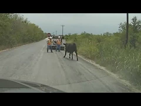 Loose cow charges road crews near Austin