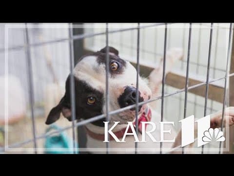 Animal rescues in desperate need of foster homes