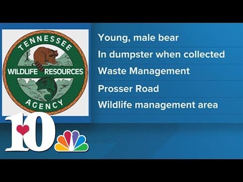 TWRA: Dumpster-diving Black bear hitches ride to Waste Connections convenience center