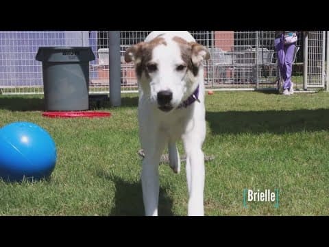 Tailwaggers: Meet Brielle