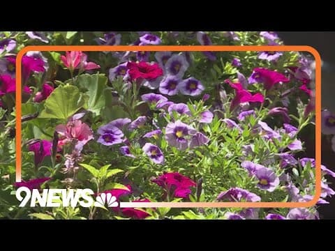 How to create a shady garden oasis