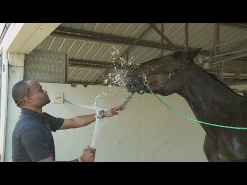 Orleans Parish Sheriff horse impacted by heatwave