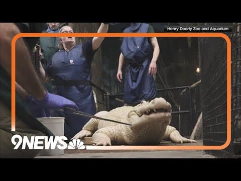 70 coins removed from stomach of alligator at Omaha zoo