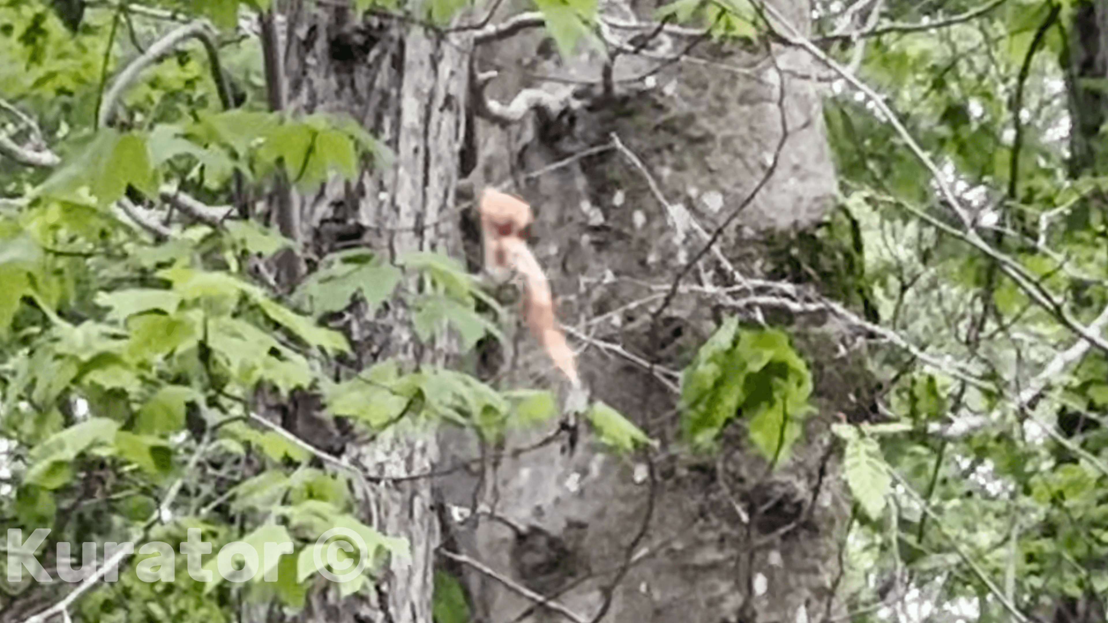 ANOMALOUS FLYING PHENOMENA FOUND IN CONNECTICUT.   NO WINGS  OR ANY VISIBLE MEANS OF FLIGHT OR PROPULSION.  APPEARS SENTIENT.