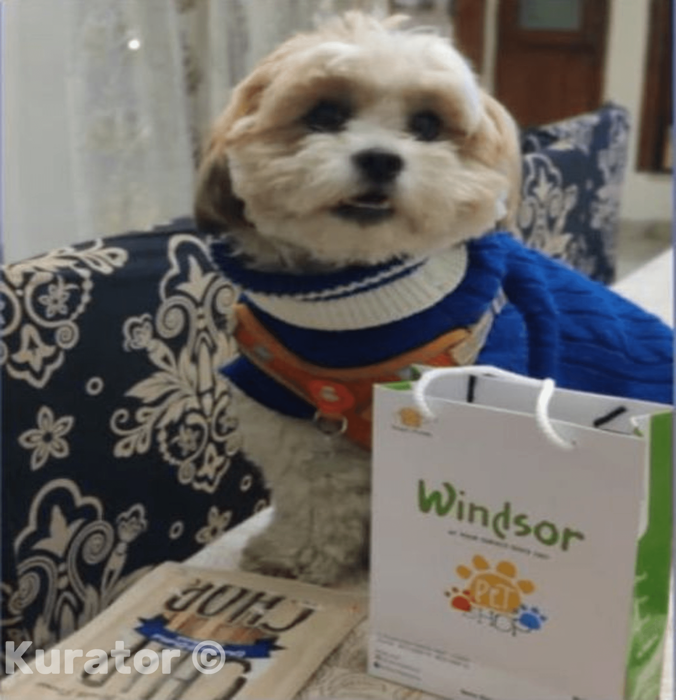 Windsor Pet Food & Accessories
Welcome to Windsor Pet Food & Accessories, your one-stop destination for all your pet needs in the heart of Delhi's Khan Market. We pride ourselves on offering a wide range of high-quality pet food and accessories to ensure your pets lead a healthy and happy life.
Our Offerings:
Dog Food in Delhi Khan Market
Our selection of dog food includes premium brands that cater to the dietary needs of all breeds and life stages. From grain-free options to specialized formulas for puppies, adults, and seniors, we have everything to keep your furry friend healthy and energetic.
Cat Food in Delhi Khan Market
We understand that cats are picky eaters, which is why we stock a variety of cat food options, including dry kibble, wet food, and special diet formulas. Our products are designed to meet the unique nutritional needs of your feline companions.
Bird Food in Delhi Khan Market
Ensure your birds enjoy a balanced diet with our range of bird food. Whether you have parrots, canaries, or finches, we offer seeds, pellets, and treats that are rich in nutrients and essential vitamins.
Fish Food in Delhi Khan Market
Our fish food selection includes flakes, pellets, and specialized diets for all types of fish, from freshwater to marine species. We focus on providing high-quality nutrition to keep your aquatic pets thriving.
Why Choose Windsor Pet Food & Accessories?
Quality Products: We stock only the best brands known for their quality and nutritional value.
Expert Advice: Our knowledgeable staff is always ready to help you choose the right products for your pets.
Convenient Location: Located in the bustling Khan Market, we are easily accessible for all your pet shopping needs.
Competitive Prices: We offer great value on all our products, ensuring you get the best for your pets without breaking the bank.
Visit Windsor Pet Food & Accessories in Khan Market, Delhi, and discover the best for your pets. Your pets deserve the best, and we are here to provide it